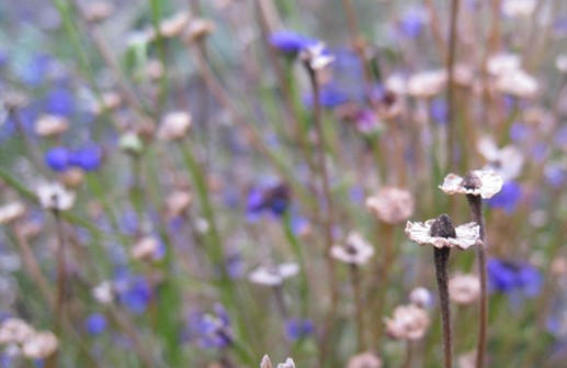 Dockkrage, överblommad blomställning